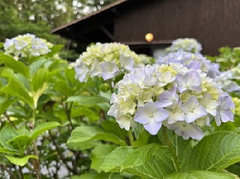 庭園の紫陽花