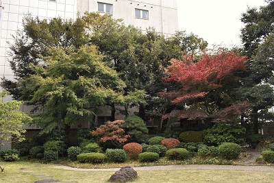 お茶室側の紅葉の様子