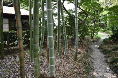 仏間から茶室までの小道