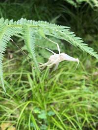 ショウリョウバッタの抜け殻