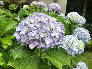 庭園の紫陽花1