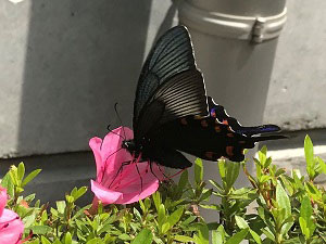 ツツジの蜜を吸うカラスアゲハ