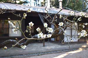 2月19日　庭園南側の梅の画像