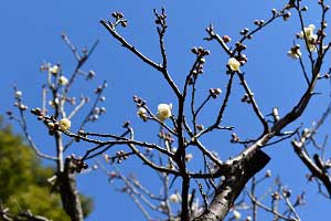 2月20日　庭園北側の梅の画像