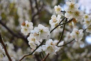 3月7日　庭園南側の梅の画像