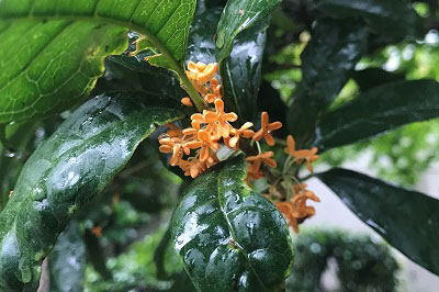 金木犀の花