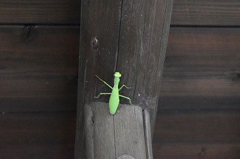 軒下のカマキリ2