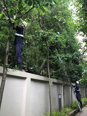 脚立を使った剪定作業の様子