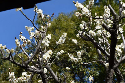 2月19日の北側の梅の花1