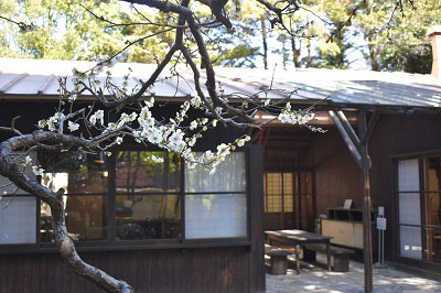 2月21日の南側の梅の花1