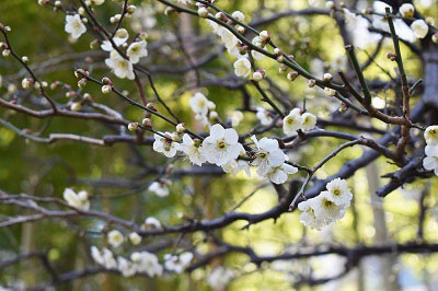 2月21日の南側の梅の花2