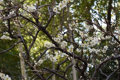 2月24日の南側の梅の花