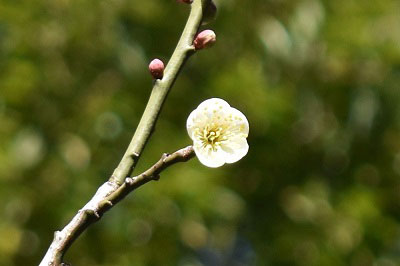 庭園北側の梅の花