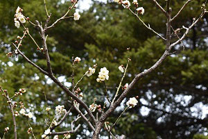 庭園北側の梅の開花状況