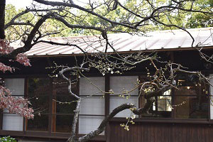 庭園南側の梅の開花状況