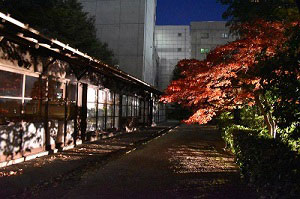 12月3日のライトアップの様子の画像