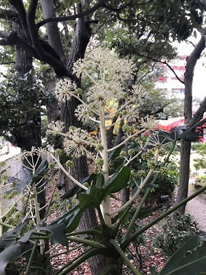 庭園南側のヤツデの開花の様子