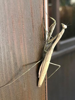 2018年カマキリの画像