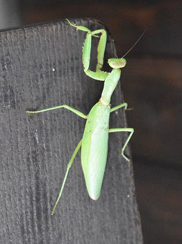 2019年ハラビロカマキリの画像