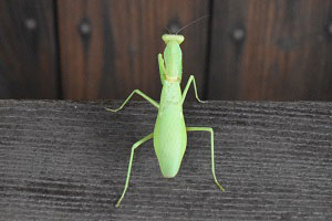 ハラビロカマキリの後ろ姿1