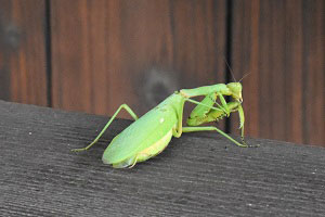 ハラビロカマキリの後ろ姿2