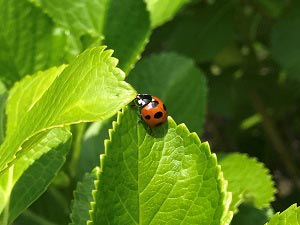 アジサイの葉の上のテントウムシ