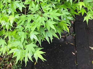 雨に濡れた楓の葉