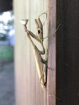 主屋の外壁につかまるカマキリ