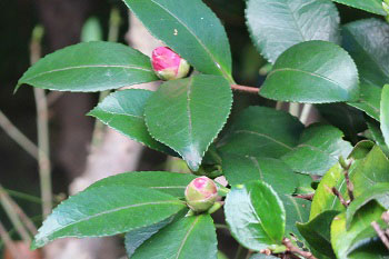 山茶花のつぼみ