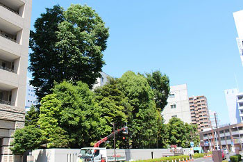 南側歩道沿いの剪定の様子