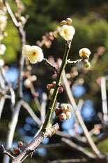 北側の梅の木の花2