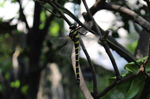 木で休むオニヤンマ