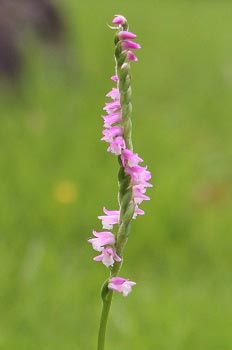 ネジバナの花部分アップ