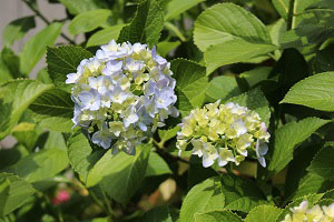 色付き始めた紫陽花の様子