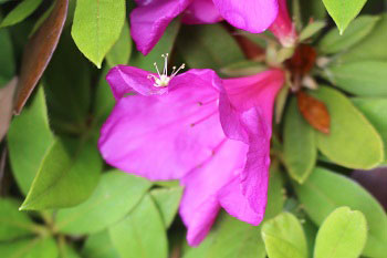 王冠を被ったようなツツジの花