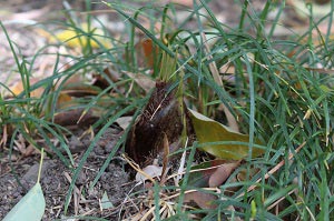 草に隠れたタケノコ