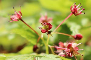 楓の花と小さな虫のアップ