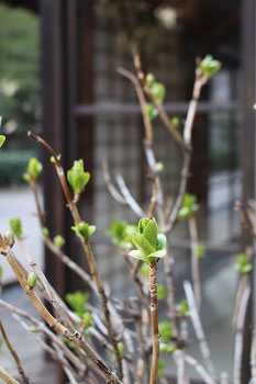 紫陽花の新葉が出てきている様子