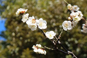 紫陽花と似ている付き方の梅の花の写真