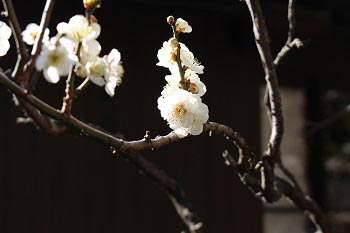 主屋を背景に北側の梅の花アップ