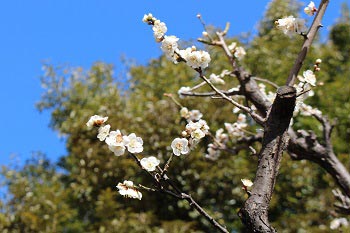 空と緑の葉を背景にした北側の梅の花