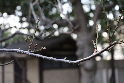 膨らみ始めた梅の花のつぼみ