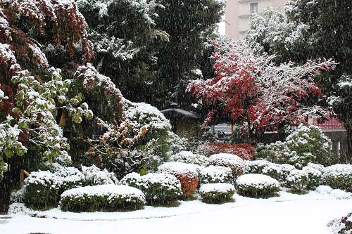 茶室方向の雪の様子