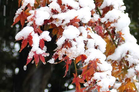 雪を被った楓のアップ