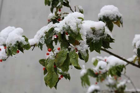 雪を被ったソヨゴの実