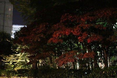 11月16日の紅葉