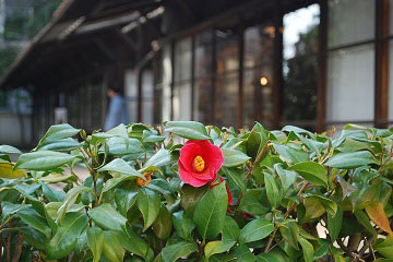 芽吹きの季節　2016年3月29日の画像