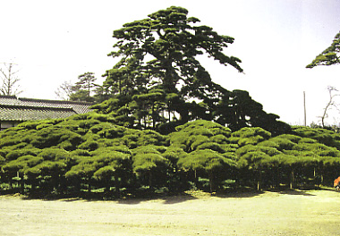 萩原の大笠マツの画像