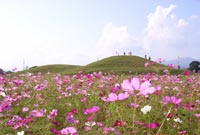 二子山古墳とコスモスの画像