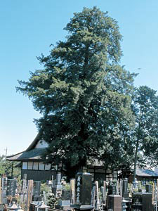 法林寺のカヤの画像